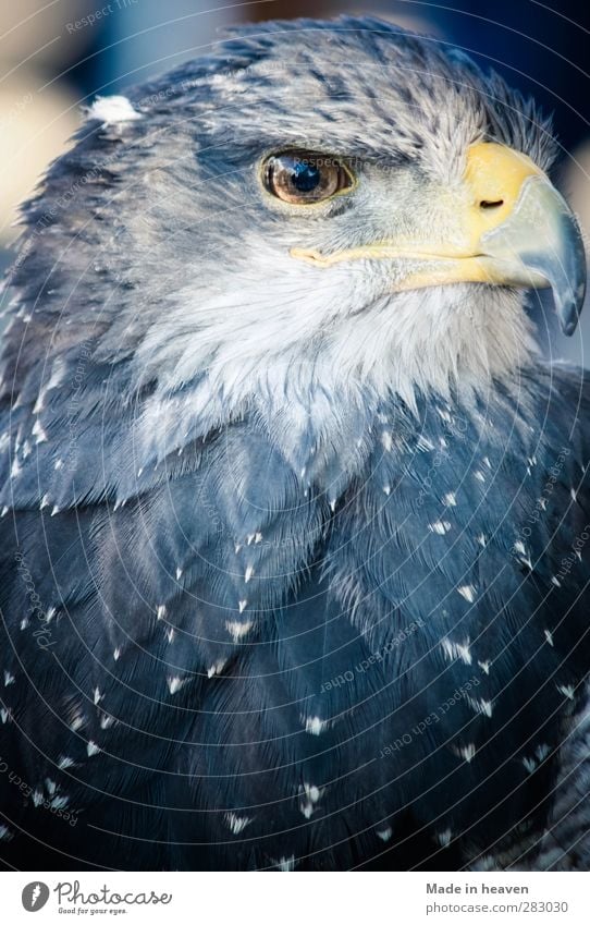 eagle Animal Wild animal Bird Wing 1 Stand Blue Power Animal portrait