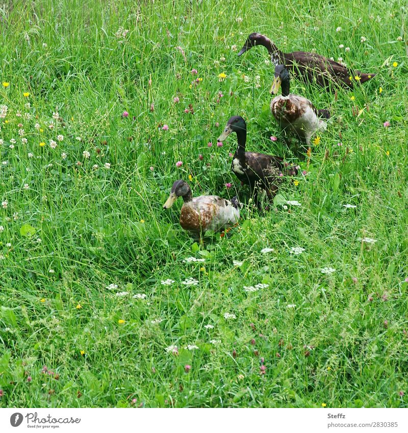 The ducks waddle one after another Duck walk Waddle Rural rural rural idyll Idyll rural scene rural motif summer meadow Meadow lush vegetation wild plants