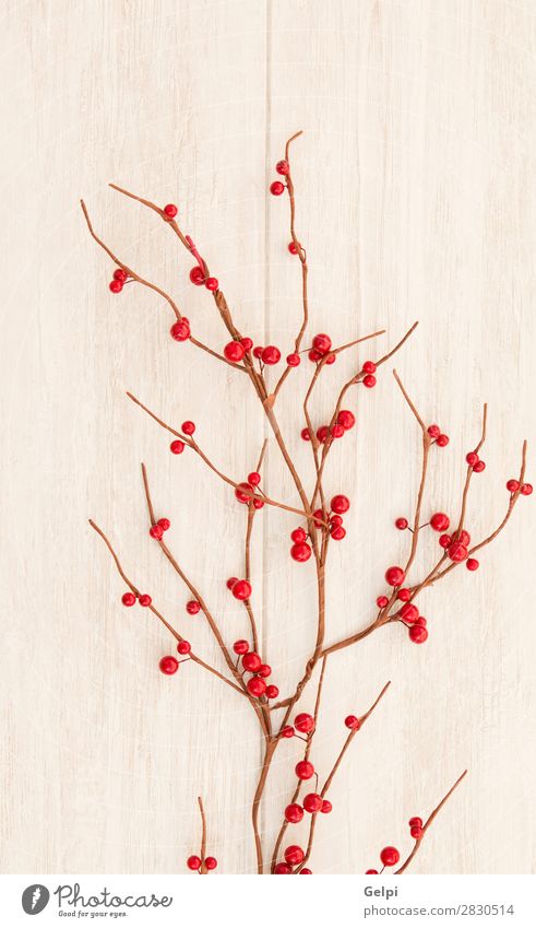 Christmas branch with red berries Fruit Winter Decoration Feasts & Celebrations Christmas & Advent Nature Plant Tree Leaf Wood New Many Gray Green Red White