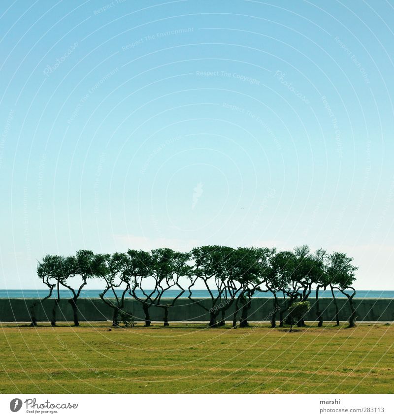 winched Nature Landscape Plant Spring Summer Tree Blue Brown Green Coast South Africa Sea promenade Grass surface Sky Far-off places Travel photography