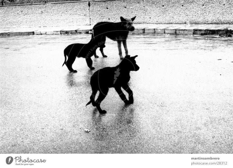 dogs in the rain Asphalt Beach three dogs Rain Black & white photo hard light wild dogs Be confident