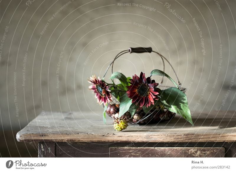 Autumn Still VII Flower Blossoming Natural Still Life Autumnal Sunflower Chestnut Basket Wooden table Ancient Country life Fruit Derelict Colour photo