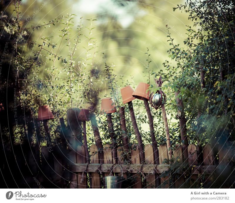 along the fence 2 Environment Nature Plant Garden Wild Flowerpot Fence Hedge Barrier Protection Subdued colour Exterior shot Deserted Copy Space top Day Light
