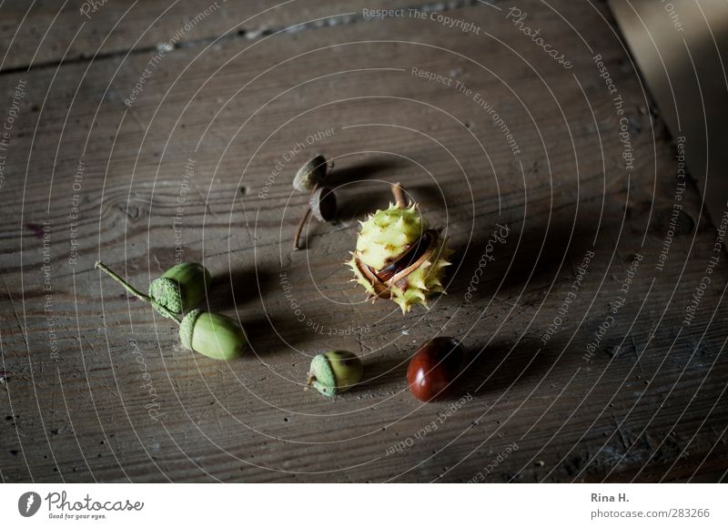 and another HerbstStill Autumn Natural Chestnut Acorn Wooden table Tabletop Seasons Autumnal Still Life Fruit Country life Colour photo Subdued colour