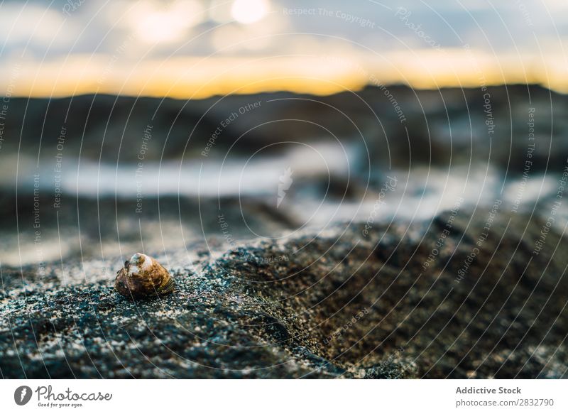 Snail crawling on wet stone Stone Wet Nature Shell slow Animal wildlife Spiral Crawl Environment Slimy Small Consistency Brown Ecological Surface Direction