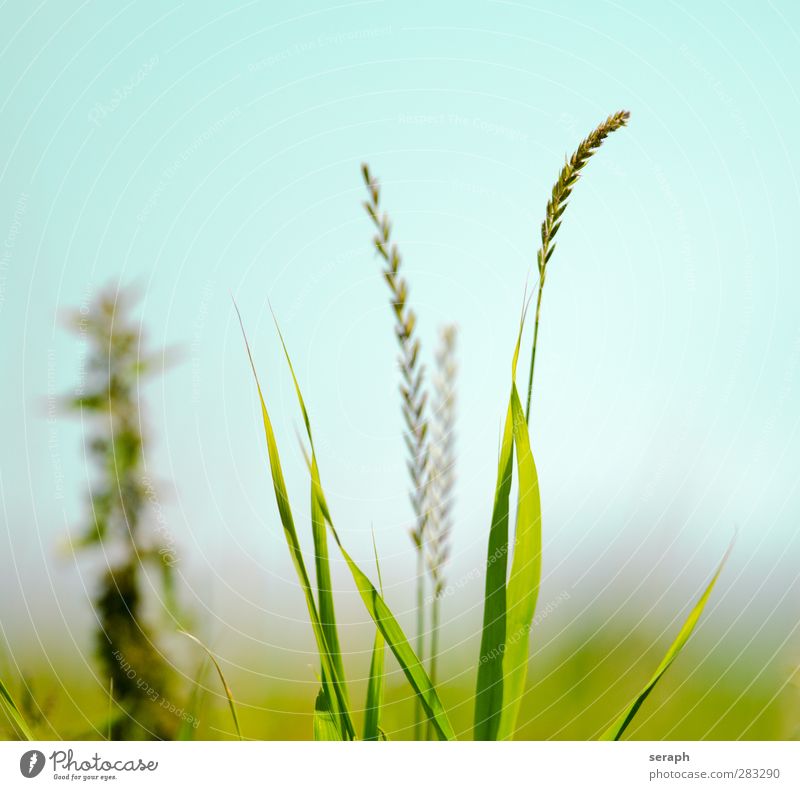 Meadow Common Reed Marsh grass Reeds Grass Blade of grass Grassland stem stems Nature Plant Wild Crossed Herbs and spices Leaf Aquatic plant Fresh Marsh plant