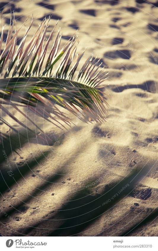 sand between the toes Environment Nature Summer Climate Beautiful weather Warmth Drought Plant Natural Dry Sand Sandy beach Beach Palm frond Palm beach