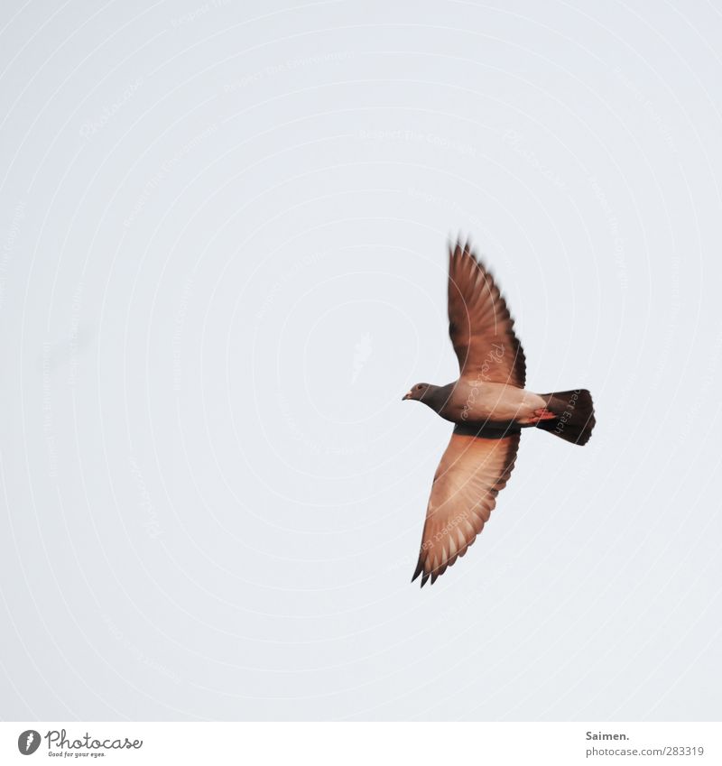 taubö Nature Air Animal Bird 1 Flying Freedom Pigeon Sky Wing Feather Colour photo Exterior shot Copy Space left Copy Space top Day Light Bird's-eye view