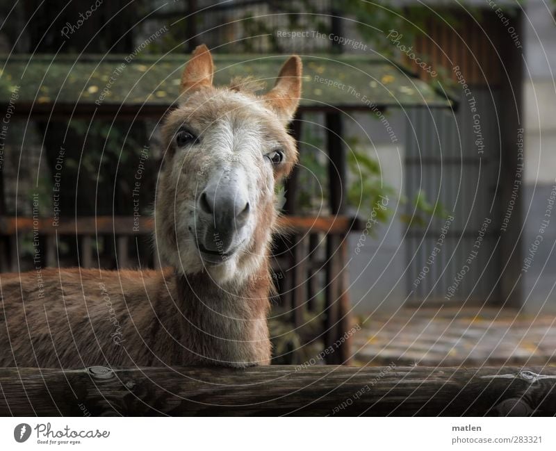 comedian Animal Pet 1 Brash Friendliness Brown Green Donkey eye rolls twisting of the eyes grimaces facial expression Laughter Colour photo Exterior shot