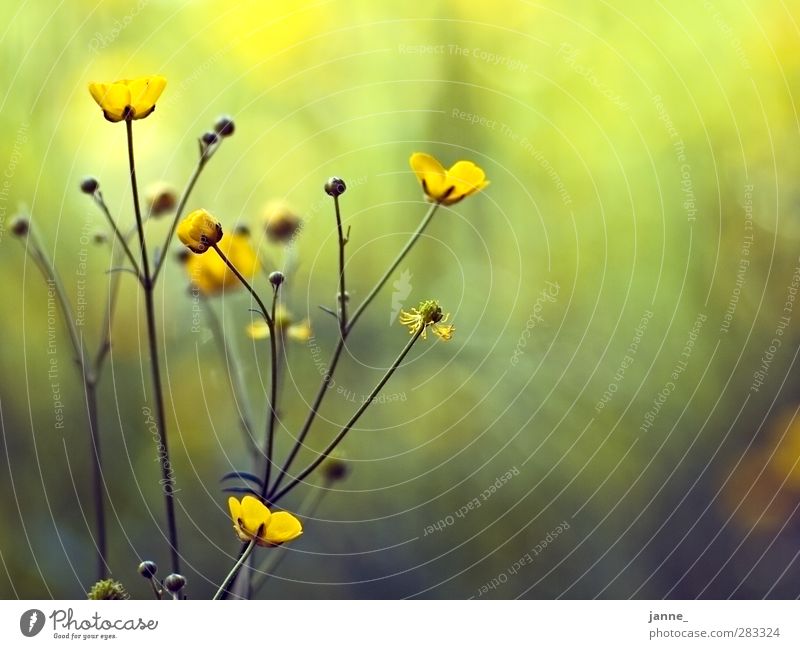meadow flowers Nature Plant Grass Meadow Yellow Green Colour photo Multicoloured Close-up Light Sunlight Blur