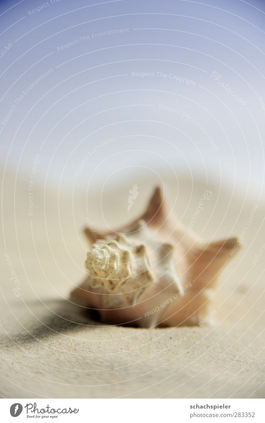 Beach - cheated Sand Coast Ocean Snail Snail shell Mollusk Calm Loneliness Horizon Colour photo Close-up Macro (Extreme close-up) Deserted Copy Space top