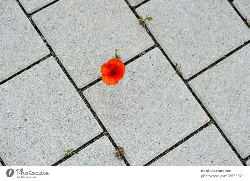 sloping pavement Nature Plant Flower Stone Line Beginning Uniqueness Survive Town Poppy Poppy blossom Subdued colour Close-up Detail Deserted Copy Space left