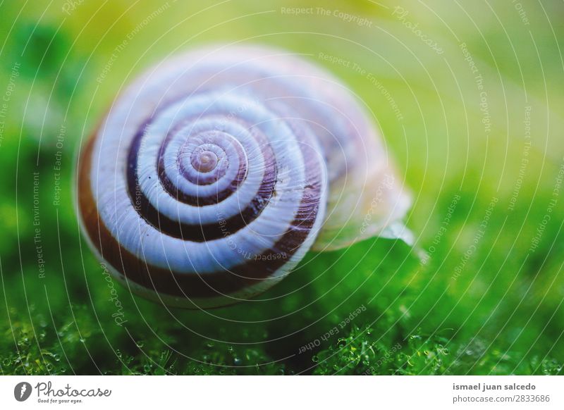 snail in the nature Snail Animal Bug White Insect Small Shell Spiral Nature Plant Garden Exterior shot Fragile Cute Beauty Photography Loneliness background