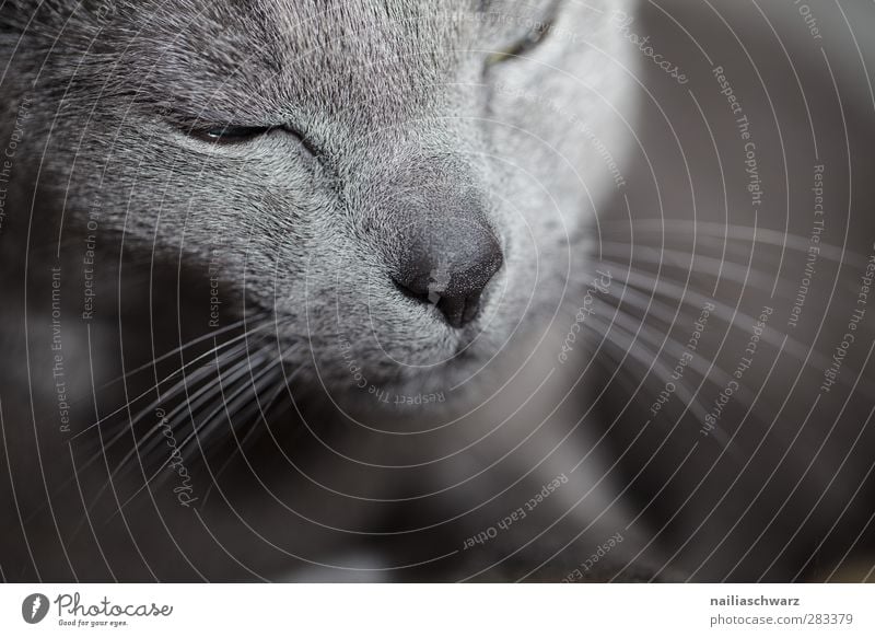 cat Animal Pet Cat 1 Relaxation Sleep Dream Elegant Cute Blue Gray Moody Contentment Love of animals Beautiful Serene Calm Deserted Shallow depth of field