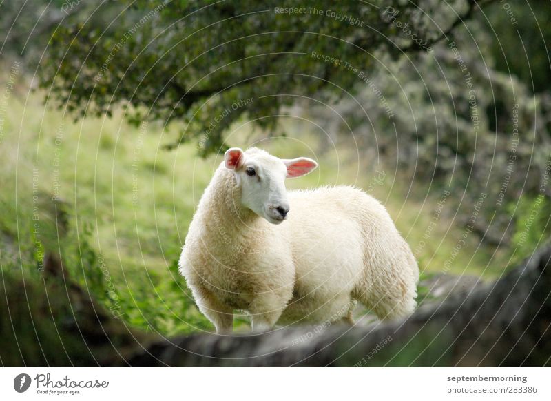 sheep Animal Farm animal 1 Observe Stand Cuddly Colour photo Subdued colour Exterior shot Deserted Animal portrait Looking into the camera