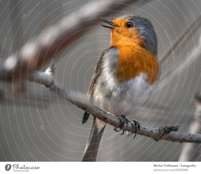 Chirping Robin Nature Animal Sunlight Beautiful weather Tree Twigs and branches Wild animal Bird Animal face Wing Claw Robin redbreast Beak Feather Plumed Eyes