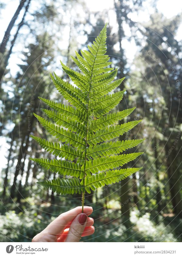 fern Hand Fingers Nature Plant Sunlight Summer Tree Fern Leaf Foliage plant Forest Brown Green To hold on Back-light Illuminate Delicate Nail polish
