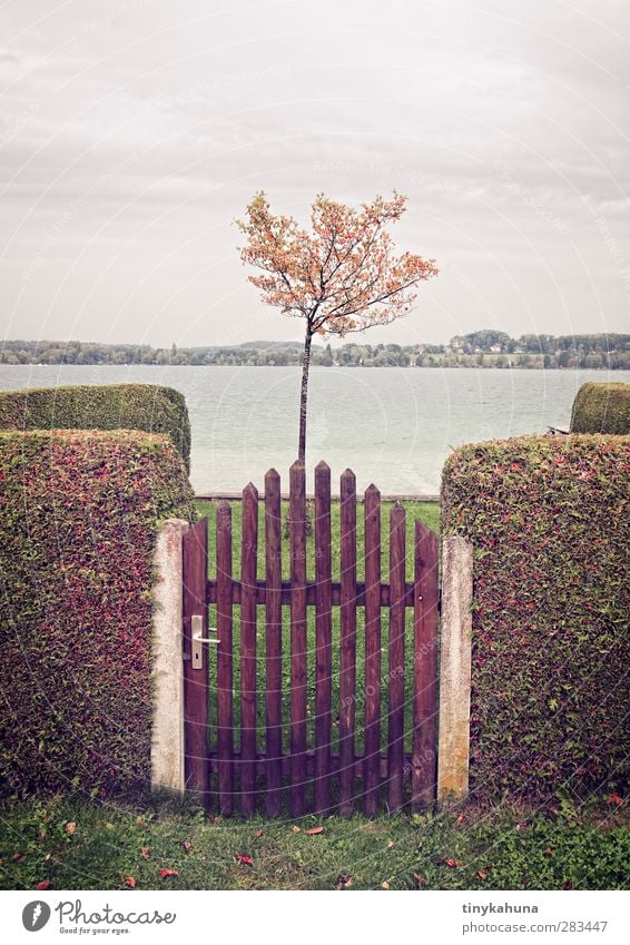 Plot with lake view Garden Autumn Tree Hedge Lakeside Wörth Lake Fence Small Retro Gloomy Orderliness Loneliness Arrangement Colour photo Exterior shot Deserted