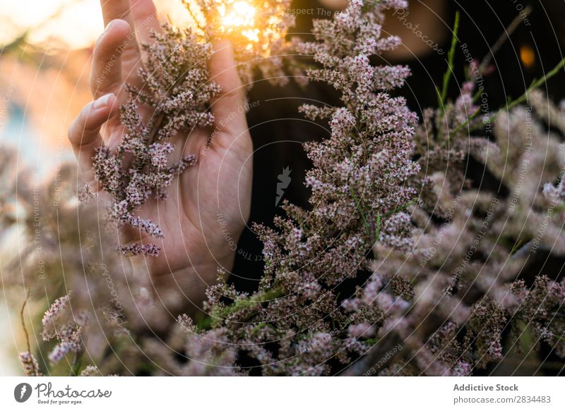 Crop faceless shot of female with lots rings holding brunch of f Woman Model Flower Hold Portrait photograph Youth (Young adults) Fresh romantic Beautiful
