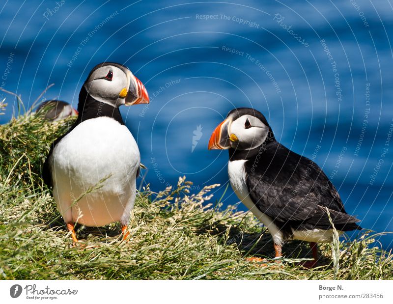 puffins Environment Nature Beautiful weather Grass Hill Coast Iceland Animal Wild animal Bird Animal face Puffin 2 Exceptional Elegant Blue Green Red Black
