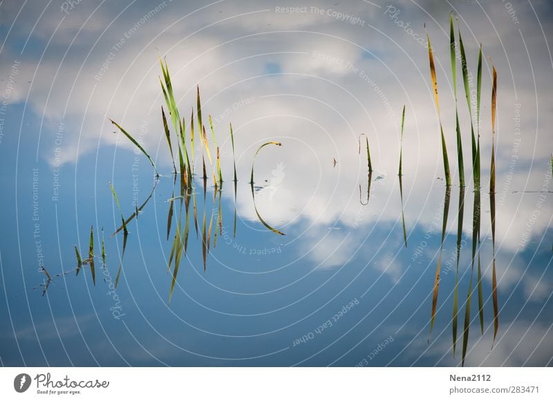 )IIII( )iIIIII Nature Plant Blue Abstract Reflection Water Bamboo Clouds Sky Pond Lake Colour photo Exterior shot Close-up Detail Light Contrast