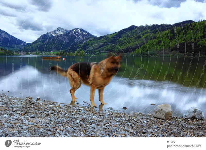 dog days Environment Nature Landscape Clouds Storm clouds Spring Forest Alps Mountain Lakeside Rowboat Animal Dog Shepherd dog 1 Movement To enjoy Playing