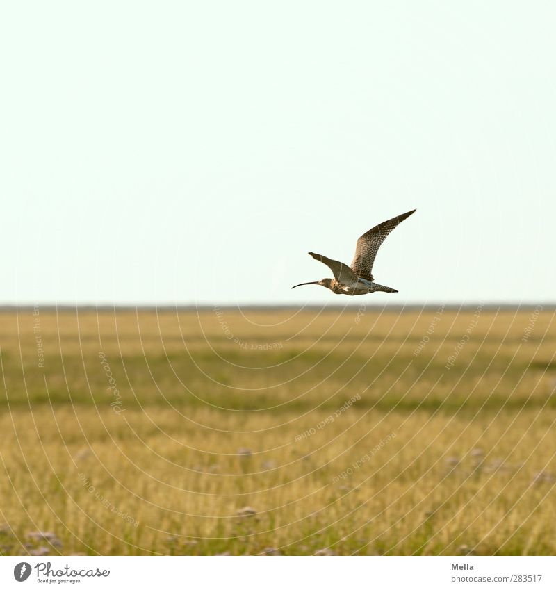 Where are you going? Environment Nature Landscape Grass Meadow North Sea Salt meadow Koog grove Wet meadow Animal Bird Wader Black-tailed Godwit Snipe birds