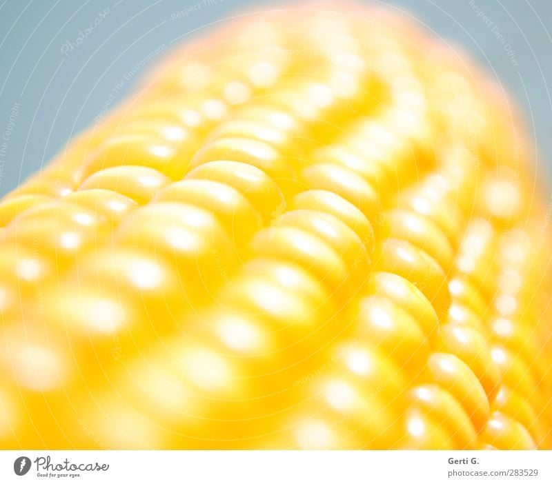 The corn is hot Food Vegetable Grain Corn cob Maize Vegetarian diet Vegan diet Nutrition Firm Bright Natural Sweet Yellow Healthy Health care Inspiration