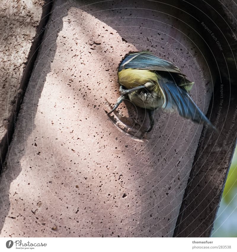 with your head through the wall Animal Bird Tit mouse 1 To hold on Feeding Sit Blue Brown Yellow Nesting box Colour photo Exterior shot Close-up Light Shadow