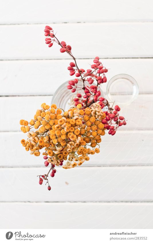 quiet life in red and yellow. Glass Esthetic Red Yellow Vase Bird's-eye view Plant Flower Line Stool Wood Structures and shapes Calm Orange Dried Dried flower