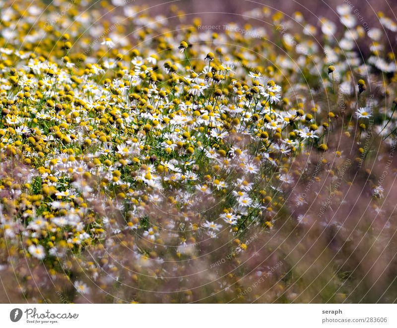 Wild Chamomile Flower Flower meadow Grass Grassland Meadow Marguerite Herbs and spices Medicinal plant Blossoming Daisy Family Summer Field Bud Nature Natural