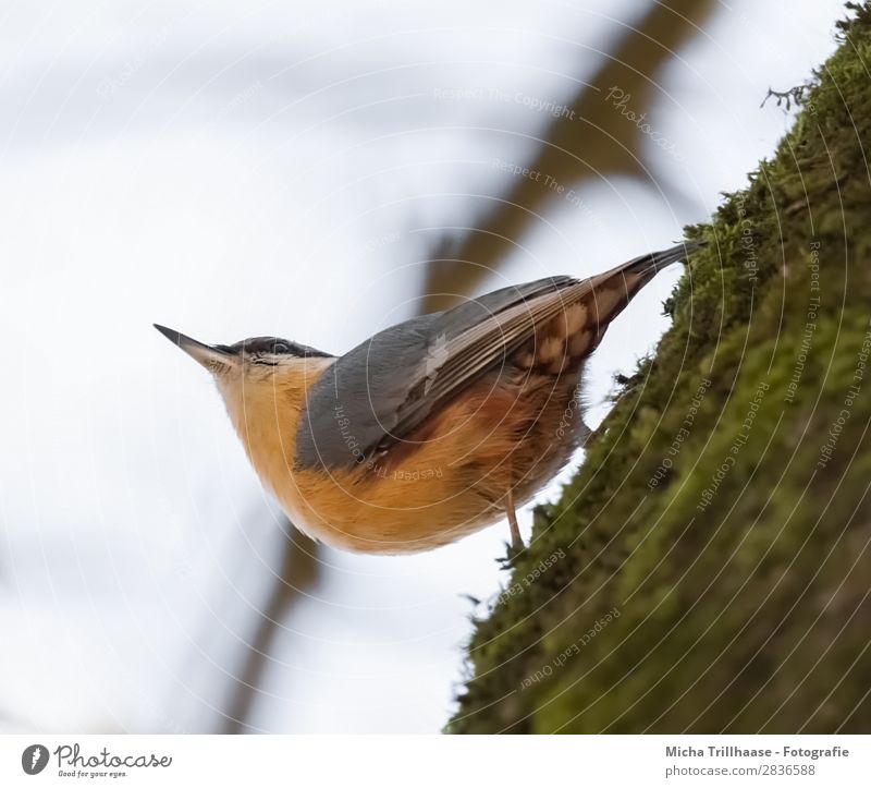 Nuthatch on a tree trunk Nature Animal Sky Sunlight Beautiful weather Tree Moss Tree trunk Wild animal Bird Animal face Wing Claw Eurasian nuthatch Beak Feather