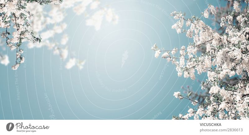 White blossoming of the tree in the blue sky with sunshine Lifestyle Design Garden Feasts & Celebrations Nature Plant Spring Leaf Blossom Park Flag Jump