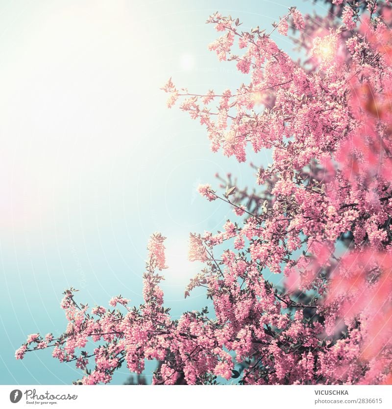 Spring nature background with pink flowers - a Royalty Free Stock Photo  from Photocase