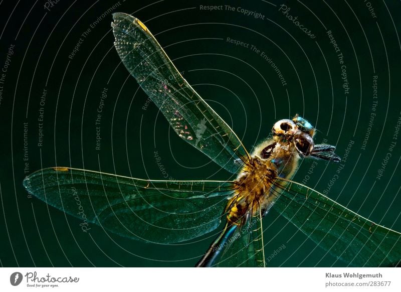 Dead dragonfly against dark background, one eye and thorax eaten by moth larvae Hair Animal Dead animal Grand piano 1 Creepy Blue Yellow Green Destruction