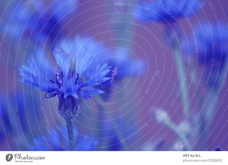 cornflower blue Environment Nature Plant Flower Wild plant Blue Exterior shot Copy Space right Copy Space middle Blur Shallow depth of field Deep depth of field