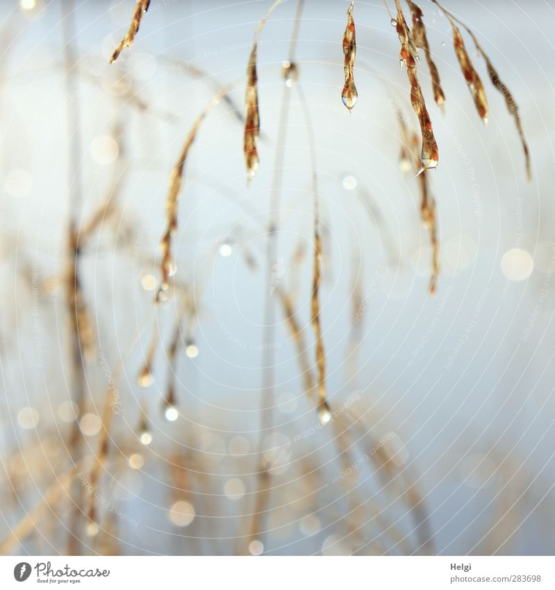 dewdrop Environment Nature Plant Autumn Fog Grass Lakeside Drop Glittering Hang Illuminate To dry up Growth Esthetic Authentic Exceptional Simple Wet Natural