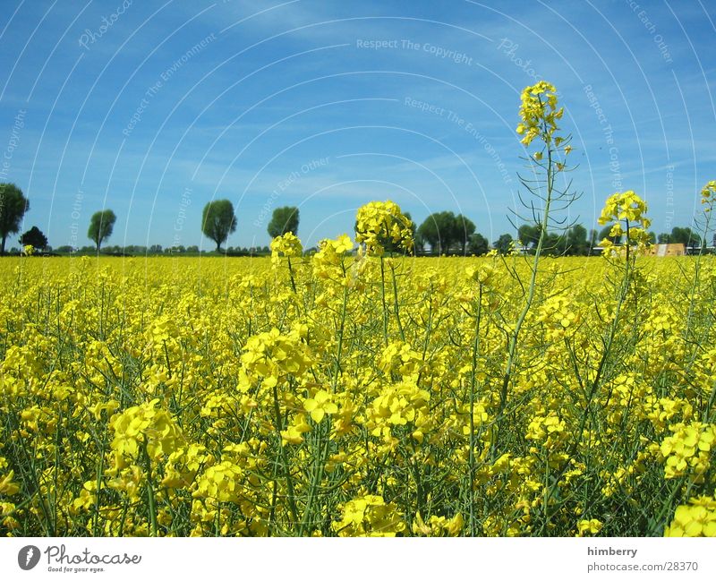 yellow field Flower Field Duesseldorf Landscape Nature Canola Tree Plant Trip To go for a walk Organic produce Organic farming Oil Cooking oil Ecological