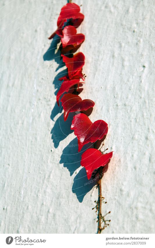 shadow plays Nature Plant Summer Leaf Foliage plant Deserted Wall (barrier) Wall (building) Facade Esthetic Authentic Soft Brown Gray Red Black White