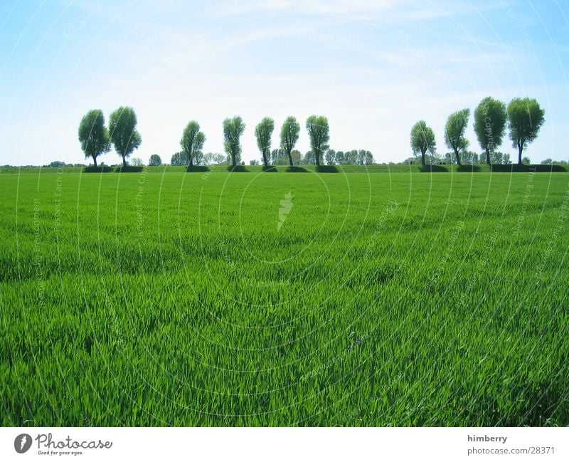 green wave Duesseldorf Rhine Coast Meadow Summer Tree Nature Landscape Grass Green Field Sky Agriculture Organic produce Organic farming Ecological Spring