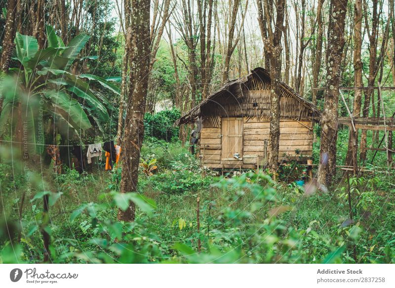 Wooden house in forest House (Residential Structure) Small tropic Tropical Summer Virgin forest Forest Green Straw Phi Phi island koh Nature Architecture Home