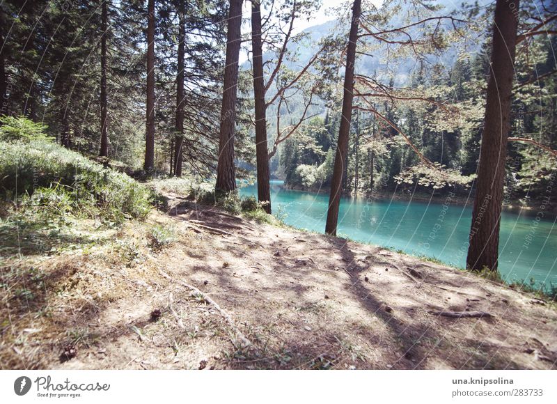 Green Lake Relaxation Calm Environment Nature Landscape Water Forest Alps Mountain Mountain lake Natural Blue Turquoise Considerable Colour photo Exterior shot