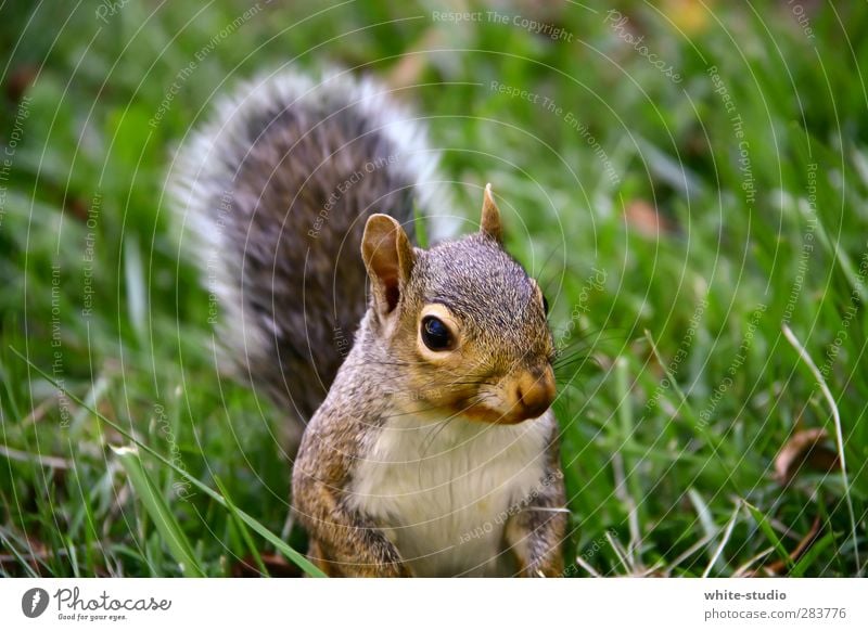 Good morning Mr. Squirrel Nature Landscape Rodent tree fox oak calibration bunny Mammal 1 Animal Discover Hunting Wait Curiosity Cute Wild Happiness Arrogant