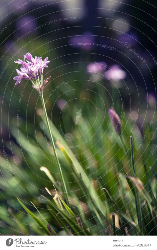 bee paradise Environment Nature Plant Beautiful weather Flower Grass Natural Green Violet Blossom Spring Colour photo Exterior shot Close-up Detail