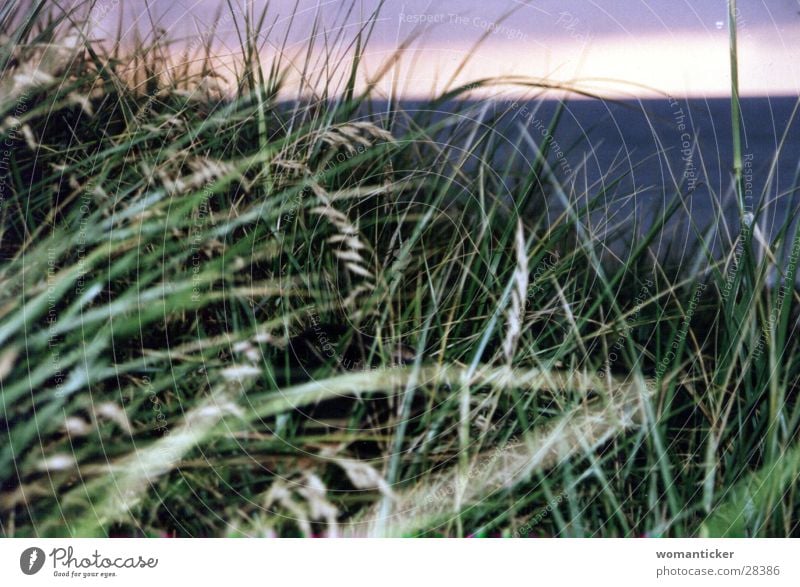 Grass by the sea Green Ocean Summer Vacation & Travel reed grass Baltic Sea Beach dune