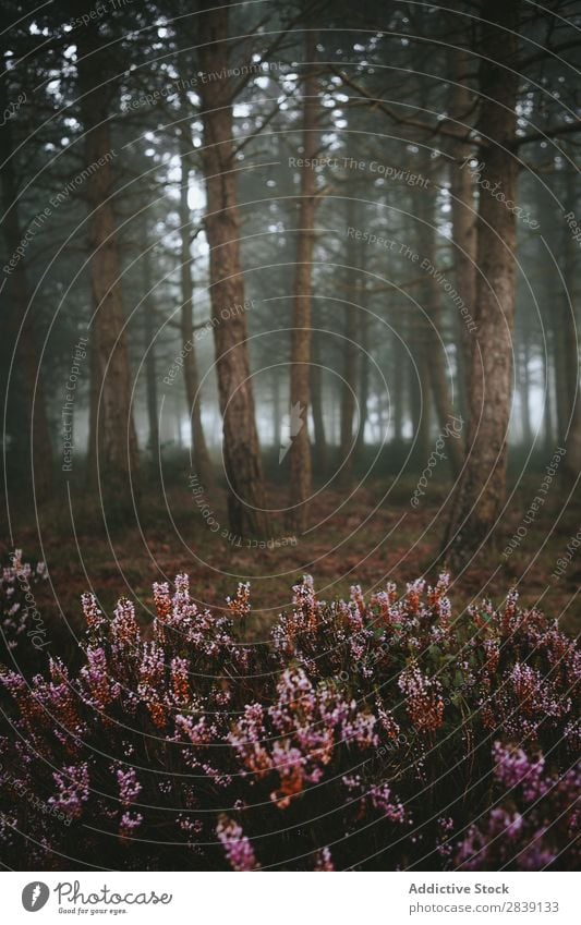 Flowers growing in woods Forest coniferous Nature Natural Landscape Exterior shot Scene Bushes Fog Mysterious Environment Blossom Growth Evergreen Plant scenery