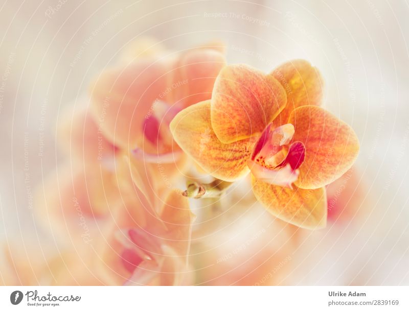 Orange Orchid Elegant Beautiful Wellness Harmonious Well-being Relaxation Meditation Spa Decoration Wallpaper Image Mother's Day Birthday Nature Plant Spring