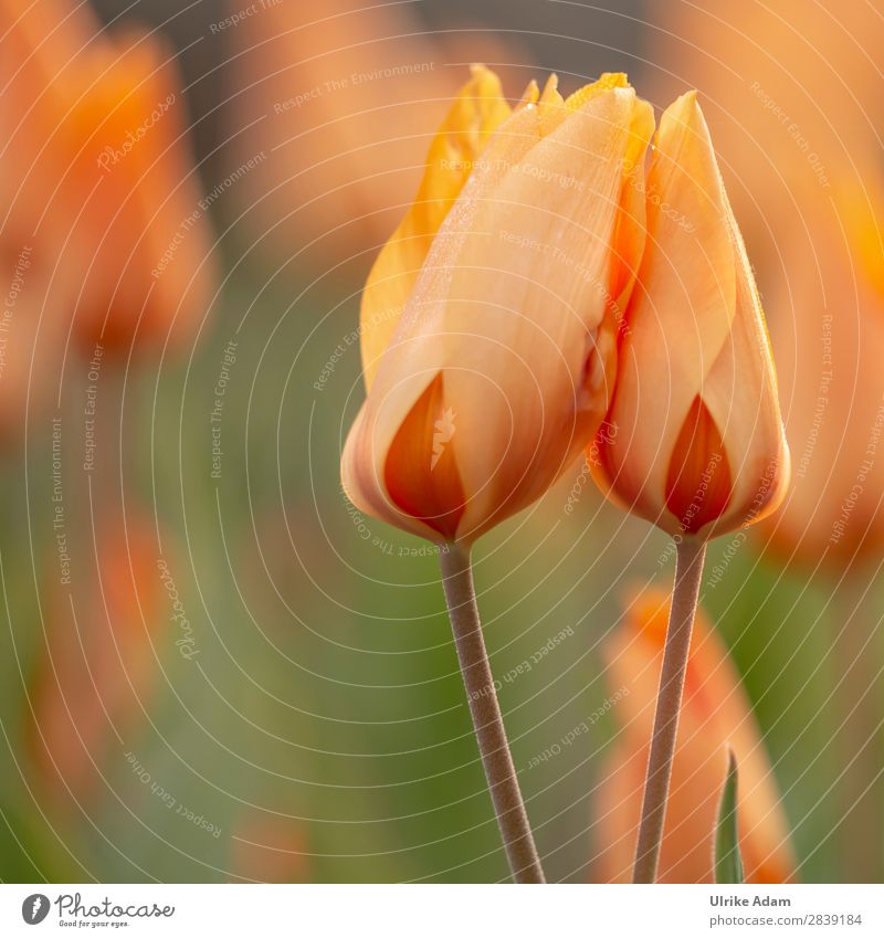 Two orange tulips Wellness Life Harmonious Well-being Contentment Relaxation Calm Meditation Spa Decoration Wallpaper Image Easter card Nature Plant Spring