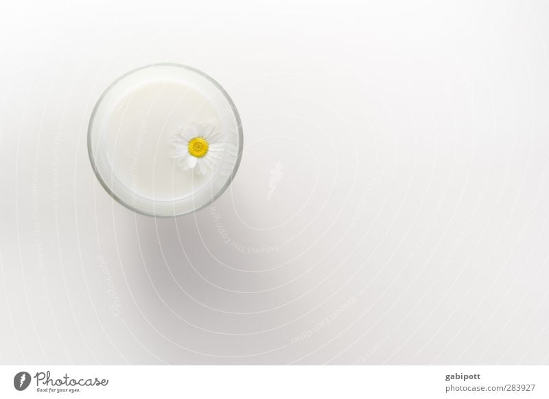 so light, it even floats in milk Beverage Milk Glass Flower Daisy Exceptional Exotic Fresh Bright Soft White Romance Beautiful Wellness High-key Bird's-eye view