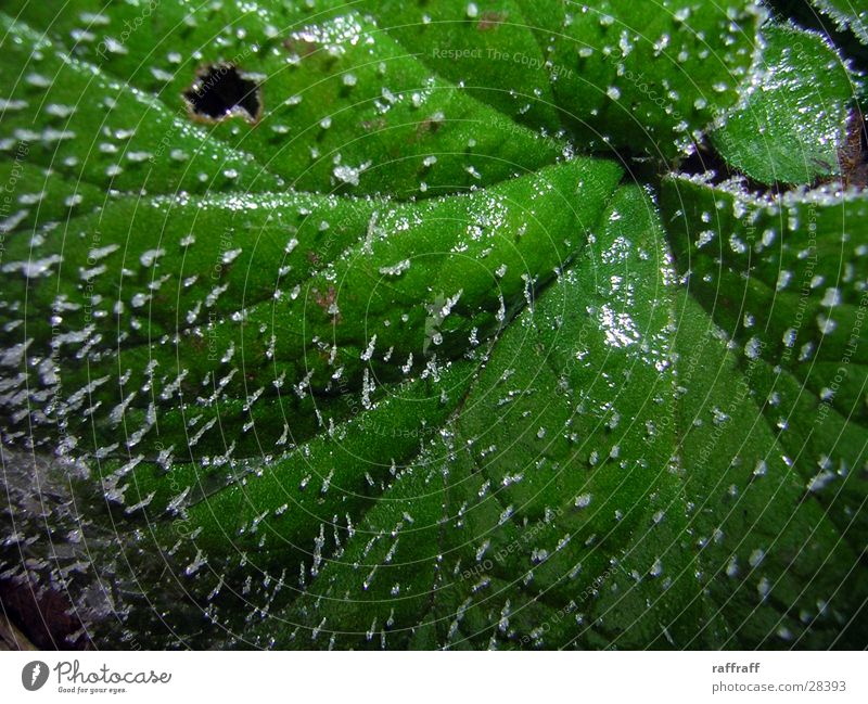 Green ice Leaf Nature Ice Frost Macro (Extreme close-up)
